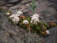 Sedum nussbaumerianum